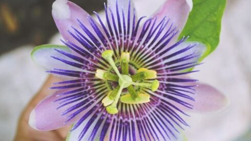 Bekijk deze categorie Hart op 